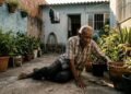 Filhos deixam pai de 89 anos morar sozinho com câmeras e botão de emergência, mas ele cai no quintal fora do alcance dos equipamentos e fica horas sem conseguir levantar