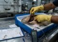 Peixaria recebe pescado antes do amanhecer e percebe forte odor em parte da carga depois que motorista já foi embora; fornecedor afirma que mercadoria não pode ser devolvida depois da abertura das caixas