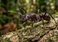 A ferroada da formiga-cabo-verde que carrega a dor mais violenta do reino animal e foi comparada a levar um tiro na pele