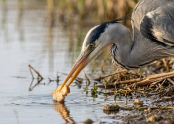 A inteligência tática da garça-real que surpreendeu os biólogos ao usar pedaços de pão e insetos como isca viva para pescar peixes