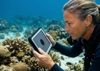 Peixes de Curaçao só fogem de ameaças rápidas, e estudo revela o limite que ativa sua reação
