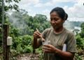 Como as árvores da Amazônia ajudam a levar chuva para outras regiões do Brasil