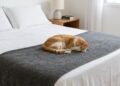 Estudo revela por que pessoas que dormem com pets preferem roupas de cama mais fáceis de lavar e como essa escolha facilita a rotina