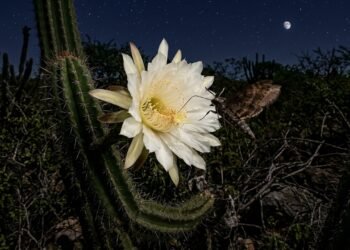 Por que a flor do mandacaru abre somente à noite no sertão nordestino?