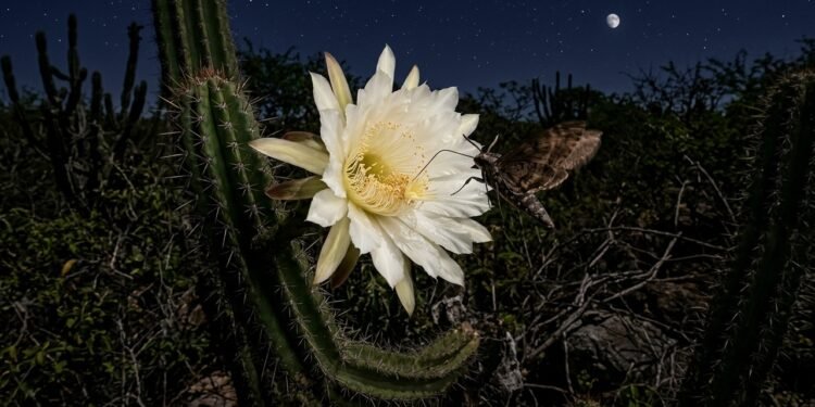 Por que a flor do mandacaru abre somente à noite no sertão nordestino?