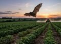 A perda de morcegos nos Estados Unidos elevou o uso de pesticidas e foi associada a 1.334 mortes infantis estimadas, segundo pesquisadores em estudo científico revelador