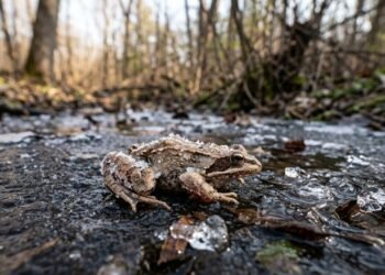 O sapo-da-madeira controla o gelo no corpo para sobreviver ao inverno extremo