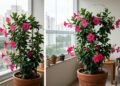 Especialistas revelam 3 cuidados essenciais em novembro para preservar sua mandevilla cheia de flores e saudável até a primavera chegar