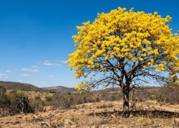 Os ipês perdem as folhas e florescem na seca por um motivo especial