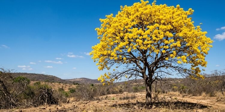 Os ipês perdem as folhas e florescem na seca por um motivo especial