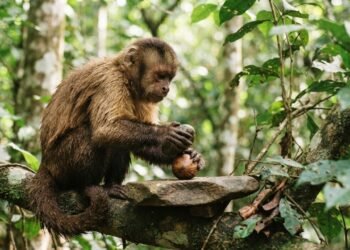 O que os macacos-prego procuram em pedras usadas como ferramentas?