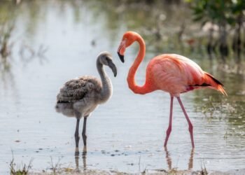Filhotes de flamingo começam cinza e ganham a cor rosa com o tempo, e pesquisadores explicam os pigmentos da alimentação por trás da mudança