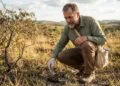 Cientistas revelam como o lindo lobo-guará ajuda a fazer novas plantas crescerem e regenera o Cerrado com a dispersão de sementes