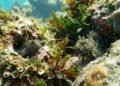 Dois peixes quase invisíveis nos recifes brasileiros ganham identidade própria após nova pesquisa