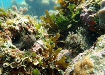 Dois peixes quase invisíveis nos recifes brasileiros ganham identidade própria após nova pesquisa