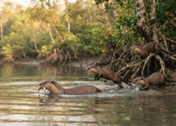 Lontras se multiplicam em Singapura e intrigam pesquisadores, que tentam entender como a população do animal cresceu tanto nas últimas décadas