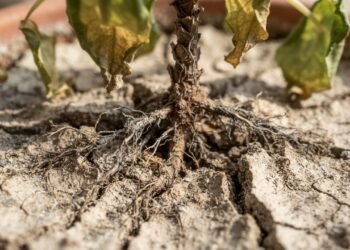 A falta de água provoca mudanças nas plantas antes mesmo de elas secarem