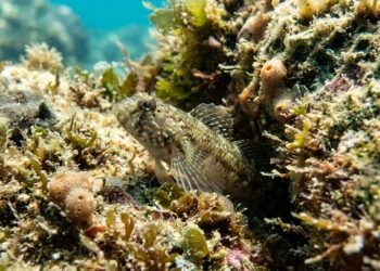 Dois peixes recém-descritos revelam o que ainda está escondido nos recifes brasileiros