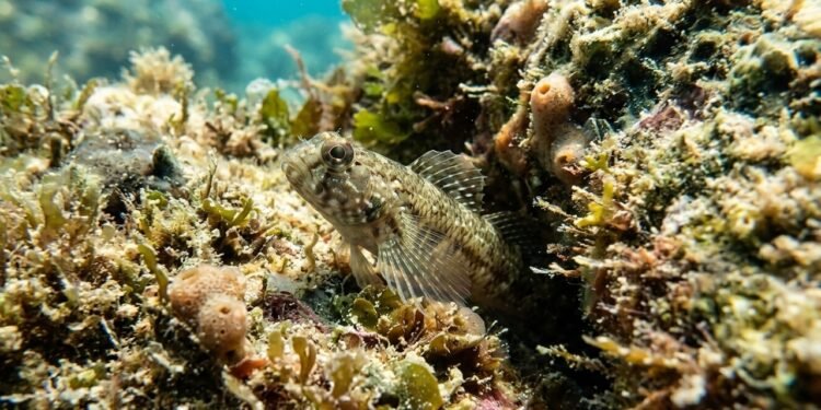 Dois peixes recém-descritos revelam o que ainda está escondido nos recifes brasileiros
