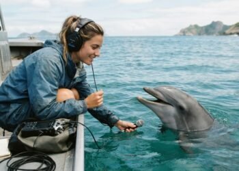 Os golfinhos usam assobios únicos para reconhecer uns aos outros