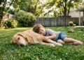 Golden Retriever, Labrador ou Beagle: 4 raças de cachorro que podem combinar com famílias que têm crianças em casa