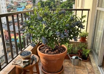 Como cultivar mirtilo em vasos grandes e colher frutos azulados em casa, mesmo com pouco espaço e sem ter um jardim