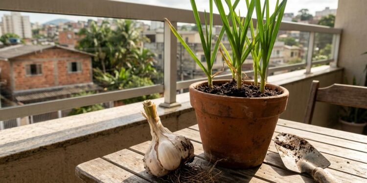 O cultivo começa pela preparação de um recipiente com boa drenagem e espaço suficiente para o desenvolvimento das raízes.