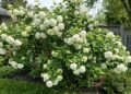 O arbusto ideal para decorar o jardim: destaca-se pelas suas flores brancas e é fácil de cuidar