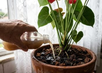 antúrio não dá flores