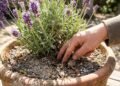 Quem quer lavanda florida precisa prestar atenção a dois detalhes que ajudam a manter a planta saudável por mais tempo