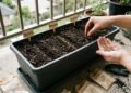 Três hortaliças para plantar juntas em vasos e aproveitar a varanda, com cuidados simples para colher folhas frescas em casa