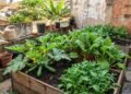 Os 3 vegetais para plantar a partir de 1º de novembro: crescem rápido, precisam de pouco espaço e podem ser colhidos no verão.