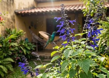 Ela pode atingir 2 metros de altura, é rara em casas e atrai beija-flores: a planta que enche o jardim de cor