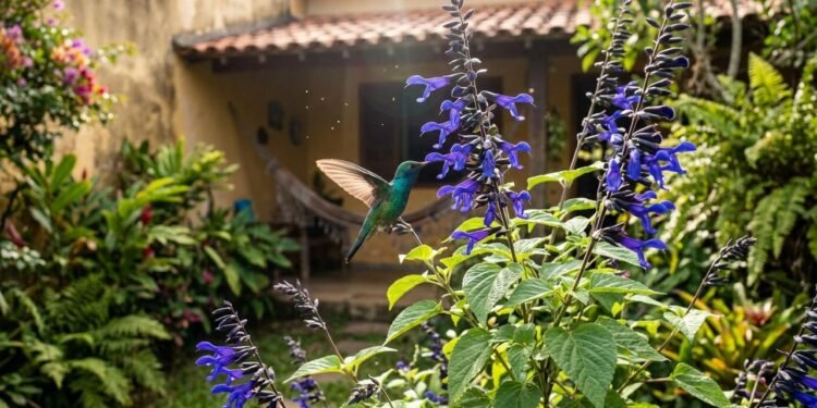 A Salvia guaranitica pertence à família Lamiaceae e apresenta crescimento ereto, com ramos ramificados, folhas verdes e flores tubulares de coloração azul intensa.