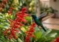 Se você vir um beija-flor no seu jardim nesta primavera, nós lhe diremos o que isso significa e por que é uma mensagem
