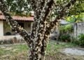 Homem encontra o tronco da jabuticabeira completamente coberto por pequenas flores brancas, pensa que algo estranho atacou a árvore e descobre por que essa frutífera floresce diretamente no caule