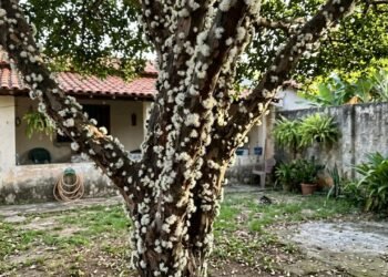 Homem encontra o tronco da jabuticabeira completamente coberto por pequenas flores brancas, pensa que algo estranho atacou a árvore e descobre por que essa frutífera floresce diretamente no caule
