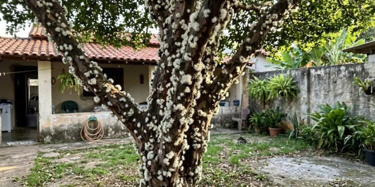 Depois que os botões se abrem, as flores ficam disponíveis para a visita de insetos polinizadores.