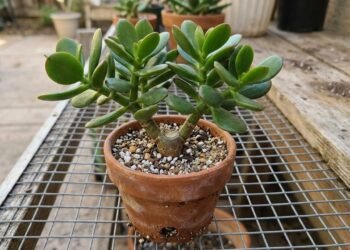Como podar uma árvore de jade para que ela cresça forte e bonita: um método simples e eficaz
