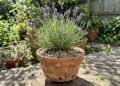 Mulher compra lavanda carregada de flores para renovar o jardim, transplanta a muda para um vaso com terra que permanece sempre úmida e vê os galhos começarem a murchar; ao retirar a planta, encontra o problema nas raízes