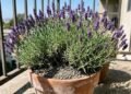 Os jardineiros concordam sobre a lavanda: “Sol e solo bem drenado são essenciais para que ela cresça bem.”