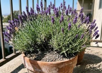 Os jardineiros concordam sobre a lavanda: “Sol e solo bem drenado são essenciais para que ela cresça bem.”