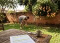 Morador colhe mangas de galho vizinho que avançou no muro, vizinho chama a polícia por furto e delegado confirma que o fruto é de quem tem o chão
