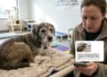 hospedagem para animais