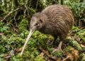 As adaptações biológicas do kiwi e a desproporção anatômica do seu processo reprodutivo