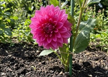 Jardineiros concordam: estas são as 3 melhores plantas com flores para cultivar em outubro.