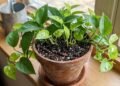 Pontas das folhas ficam marrons mesmo com a planta recebendo luz? O problema pode estar em um detalhe da rega ou do ambiente.
