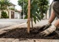 A espécie florida que chama atenção em jardins residenciais