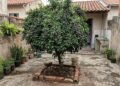 A árvore perfeita para pequenos pátios: resiste à seca, dá frutos e suas raízes não levantam o pavimento
