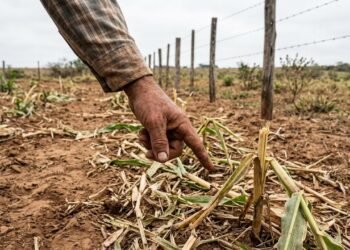 Produtor encontra 18 cabeças de gado do vizinho dentro da lavoura e calcula prejuízo depois de três dias de invasão